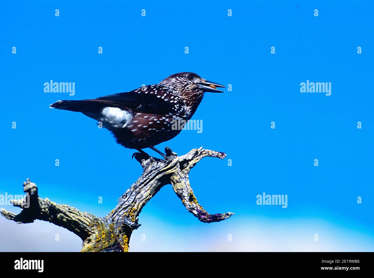 Spotted nutcracker nucifraga caryocatactes hires stock photography and