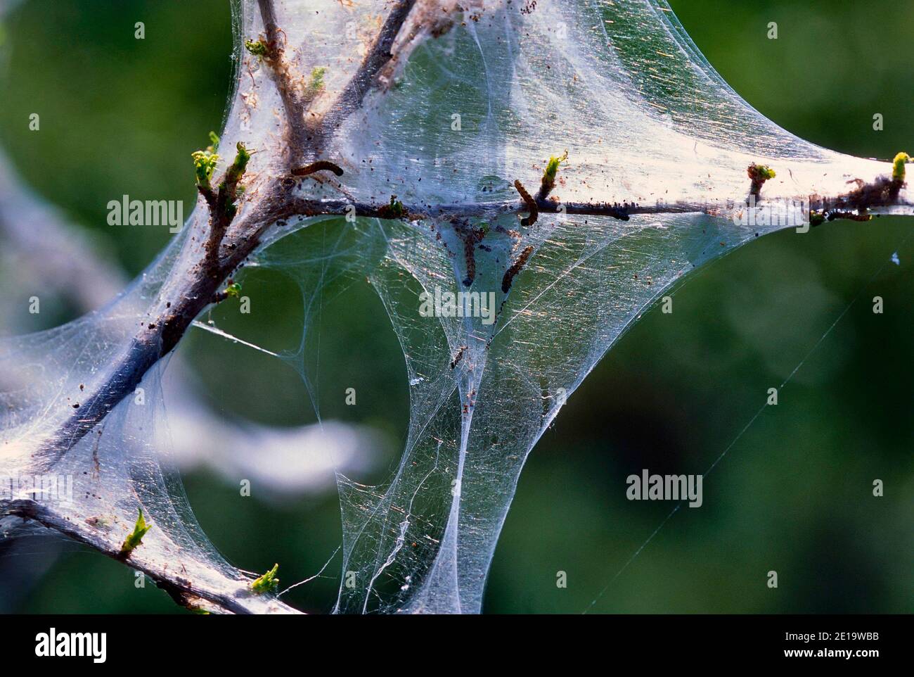Ermine moth caterpillars shrub hi-res stock photography and images - Alamy