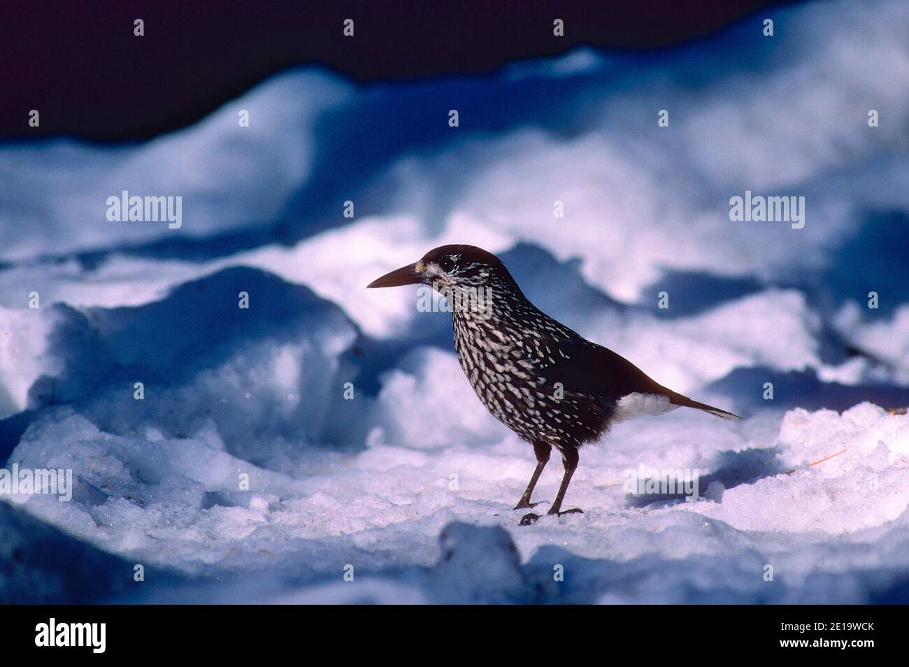 Spotted nutcracker nucifraga caryocatactes hires stock photography and