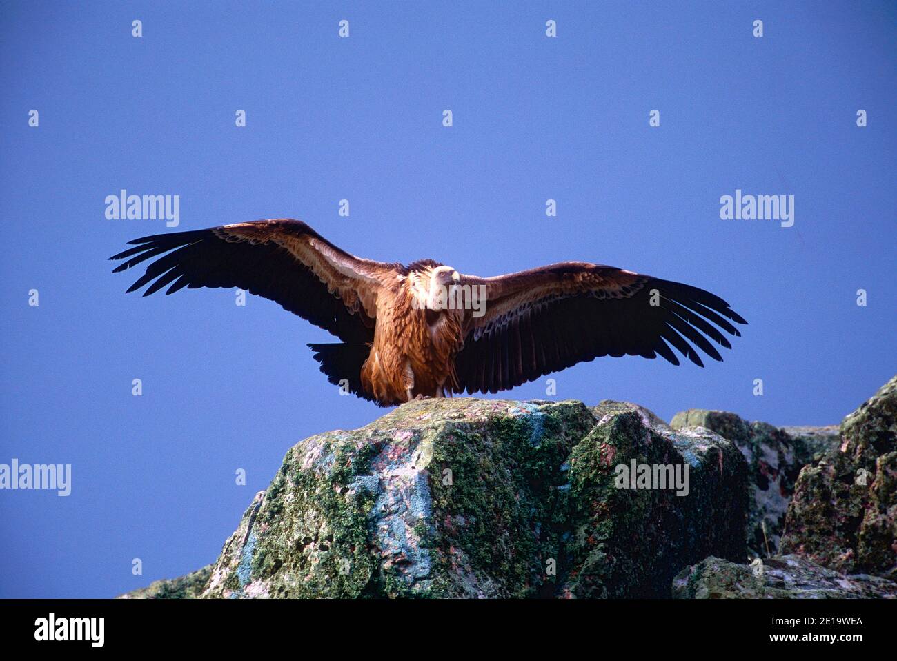 Griffon Vulture, Gyps fulvus, Accipitridae, bird, animal, Monfragüe National Park, Villareal de San Carlos, Province of Caceres, Spain Stock Photo