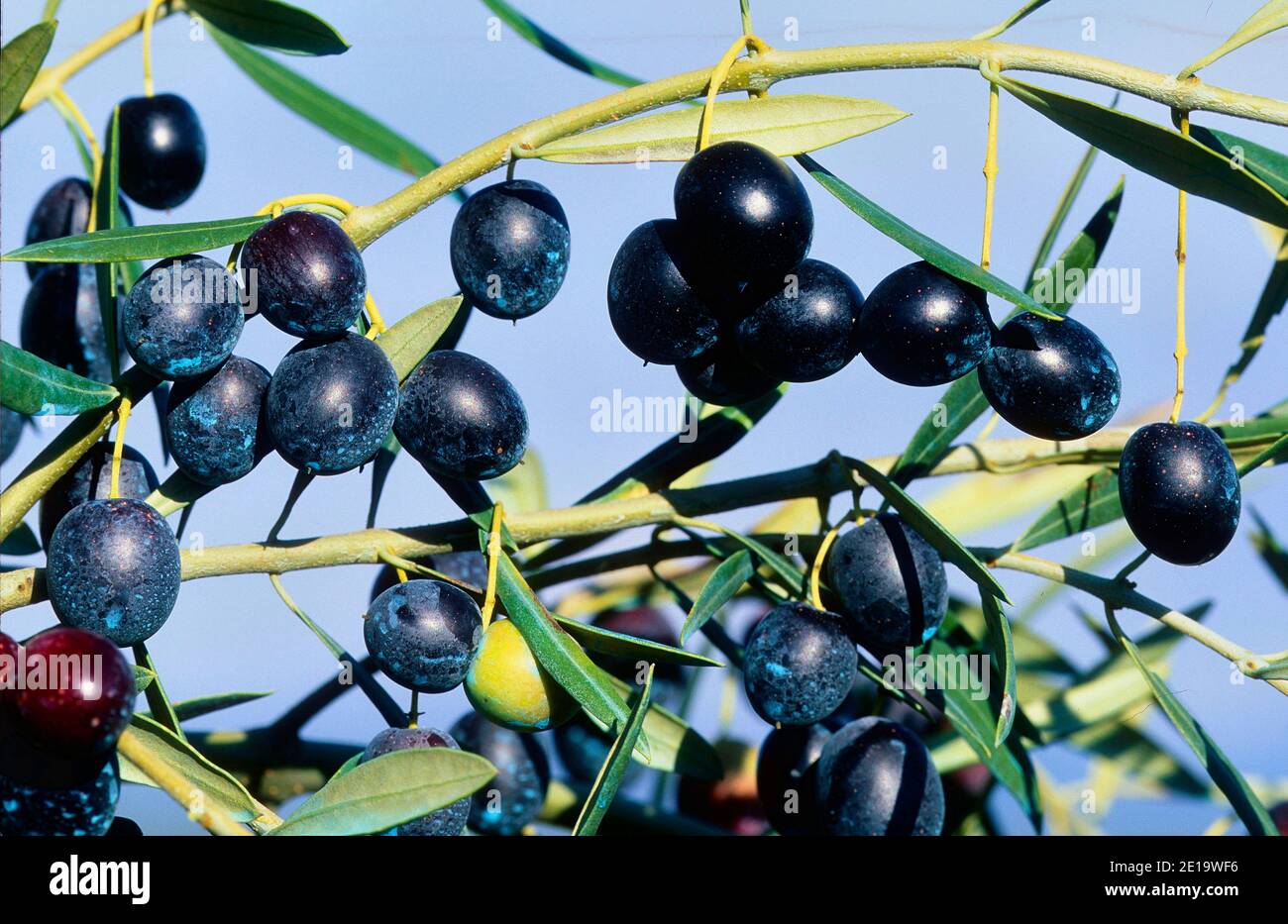 Olive tree, Olea europaea, Oleaceae, branch, with fruits, useful plant, Andalusia, Spain Stock Photo