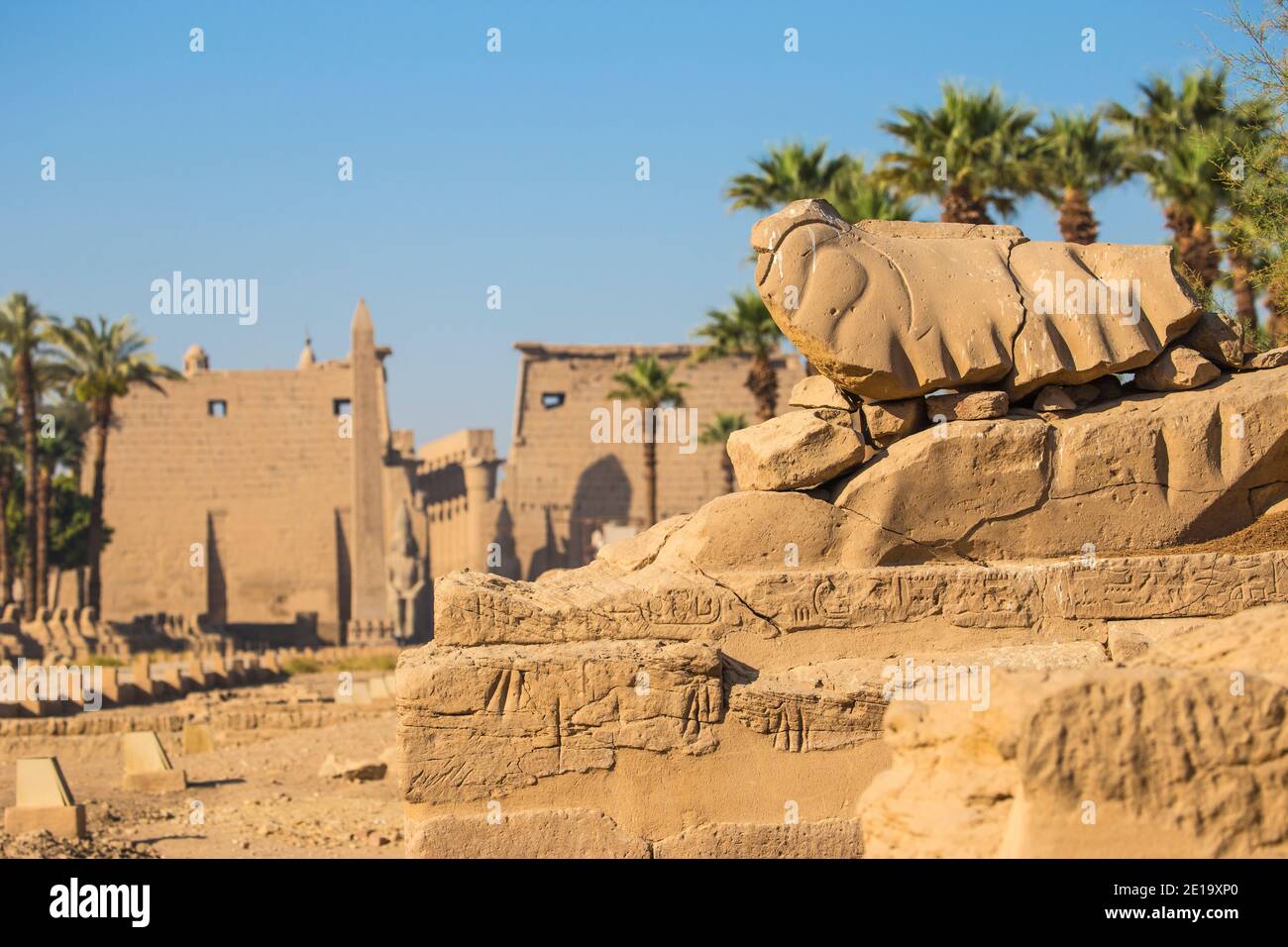 Egypt, Luxor, Avenue of Spinxes leading to the entrance of Luxor Temple