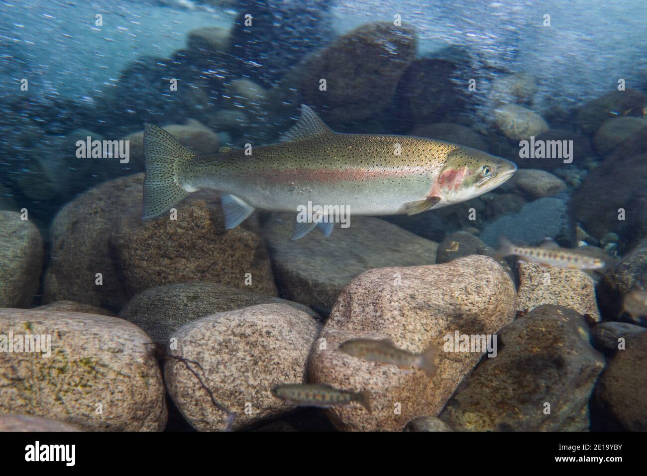 Steelhead trout displaying spawning colors. Stock Photo