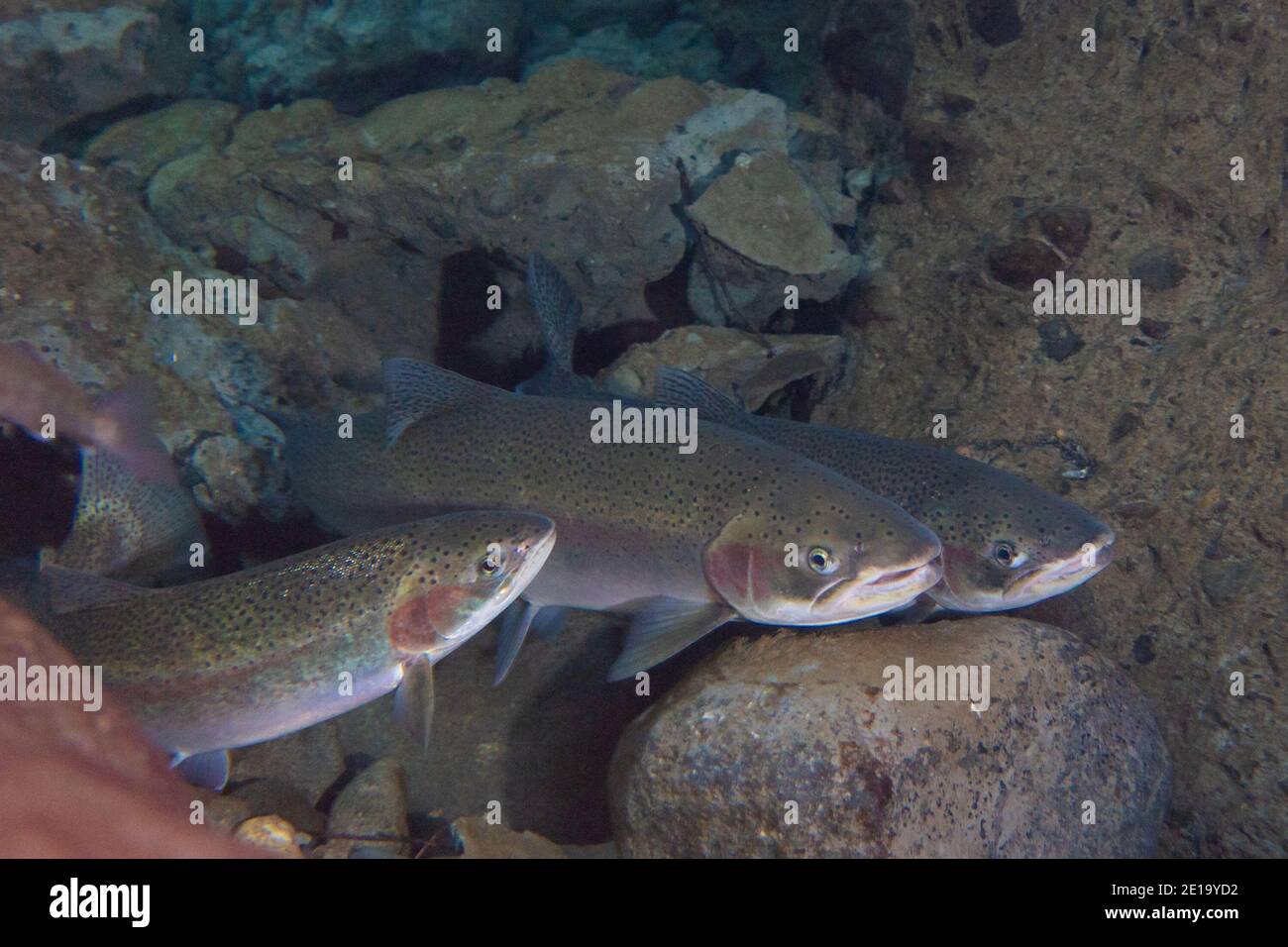 A school of Steelhead Salmon resting by a boulder in the Gold River in the Westcoast of Vancouver island. Stock Photo