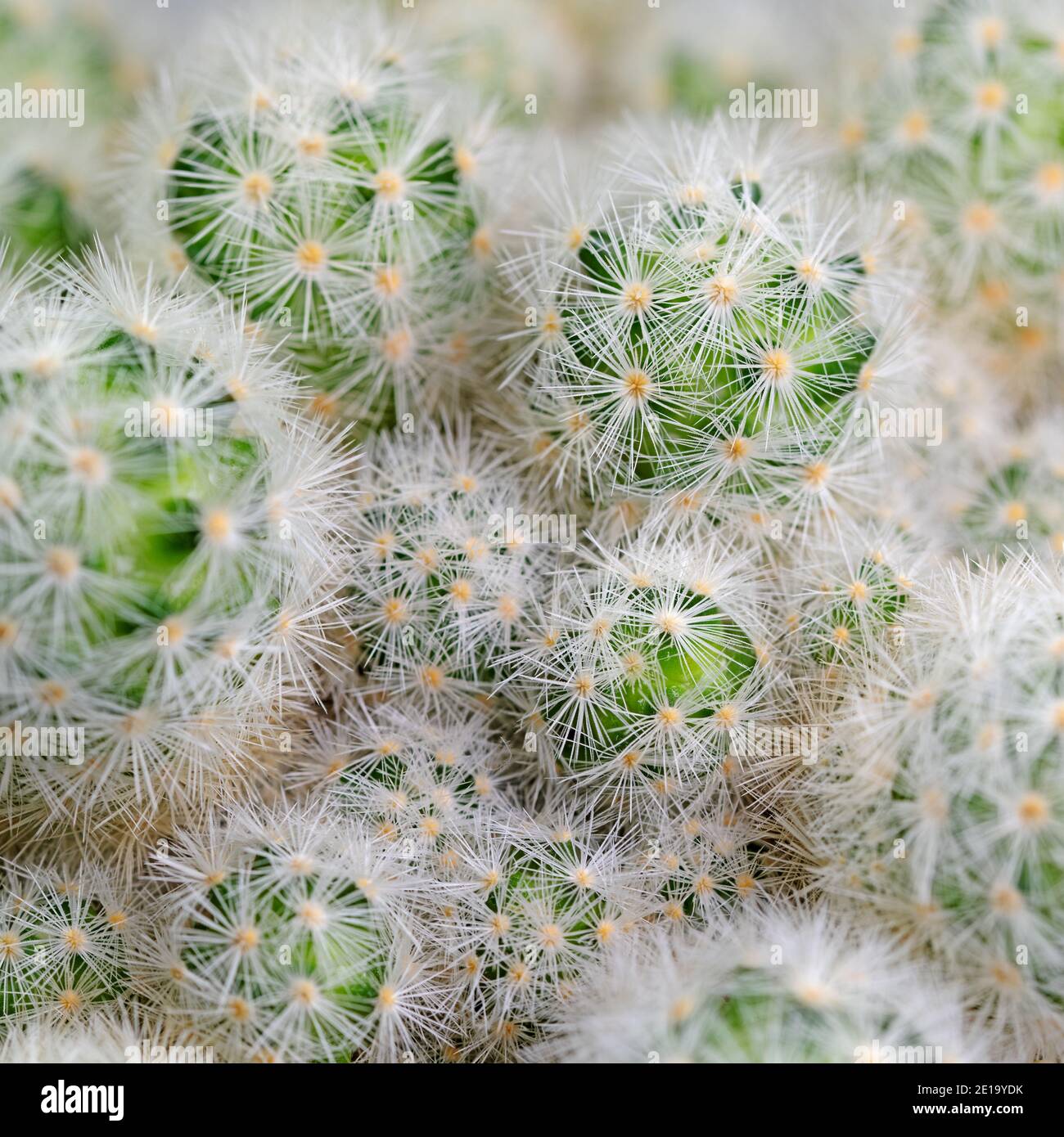 Cacti, Escobaria sneedii, in a close-up Stock Photo