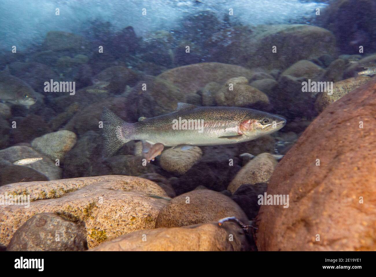 Steelhead salmon displaying spawning colors. Stock Photo