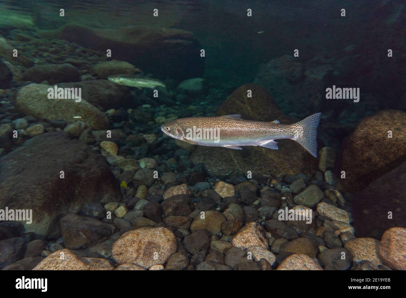 Female Steelhead in the calm waters of an alpine river in the North Vancouver island. Stock Photo