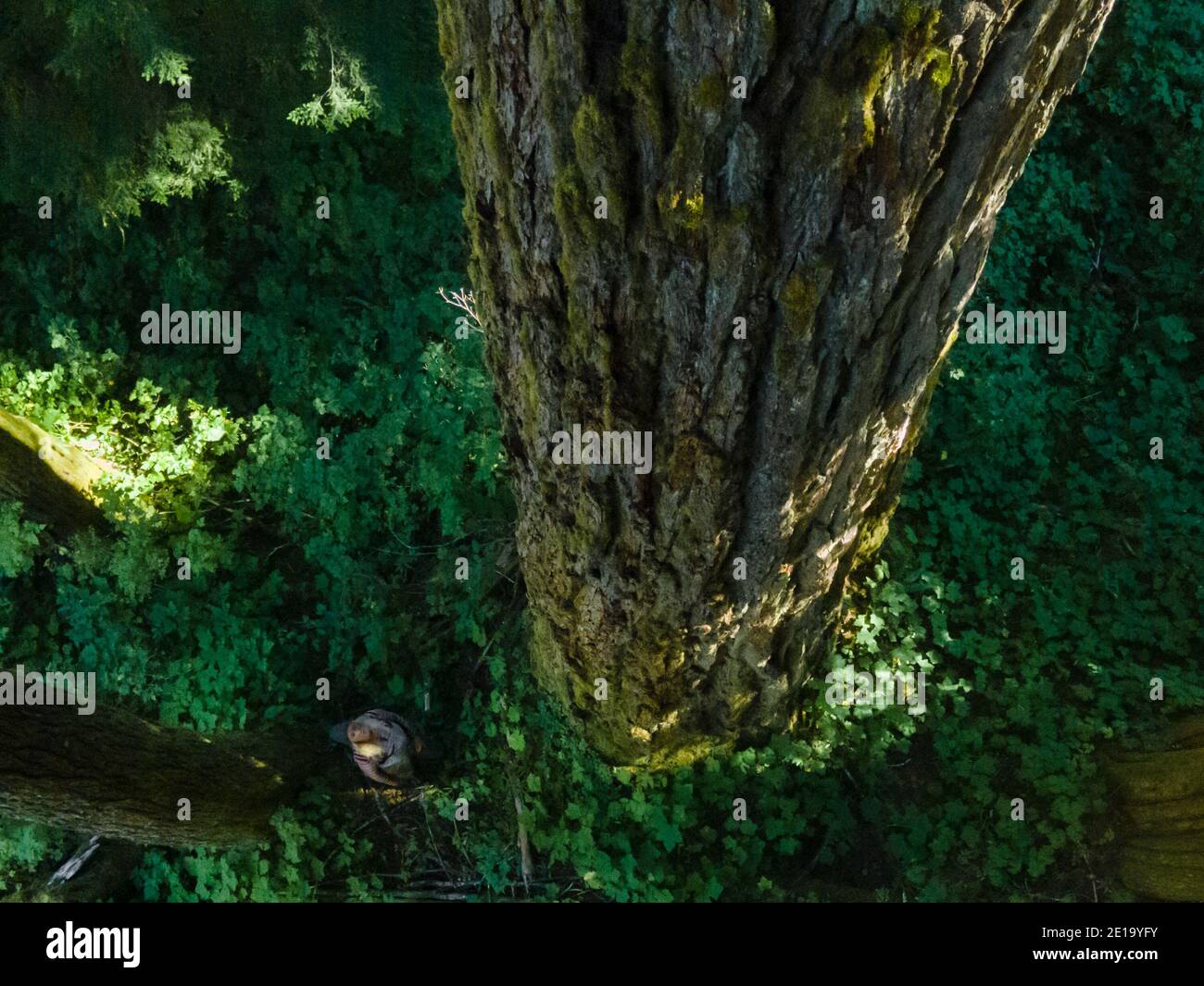 Bird eye view of an adult standing by an old growth Douglas in the Canadian Rainforest. Stock Photo