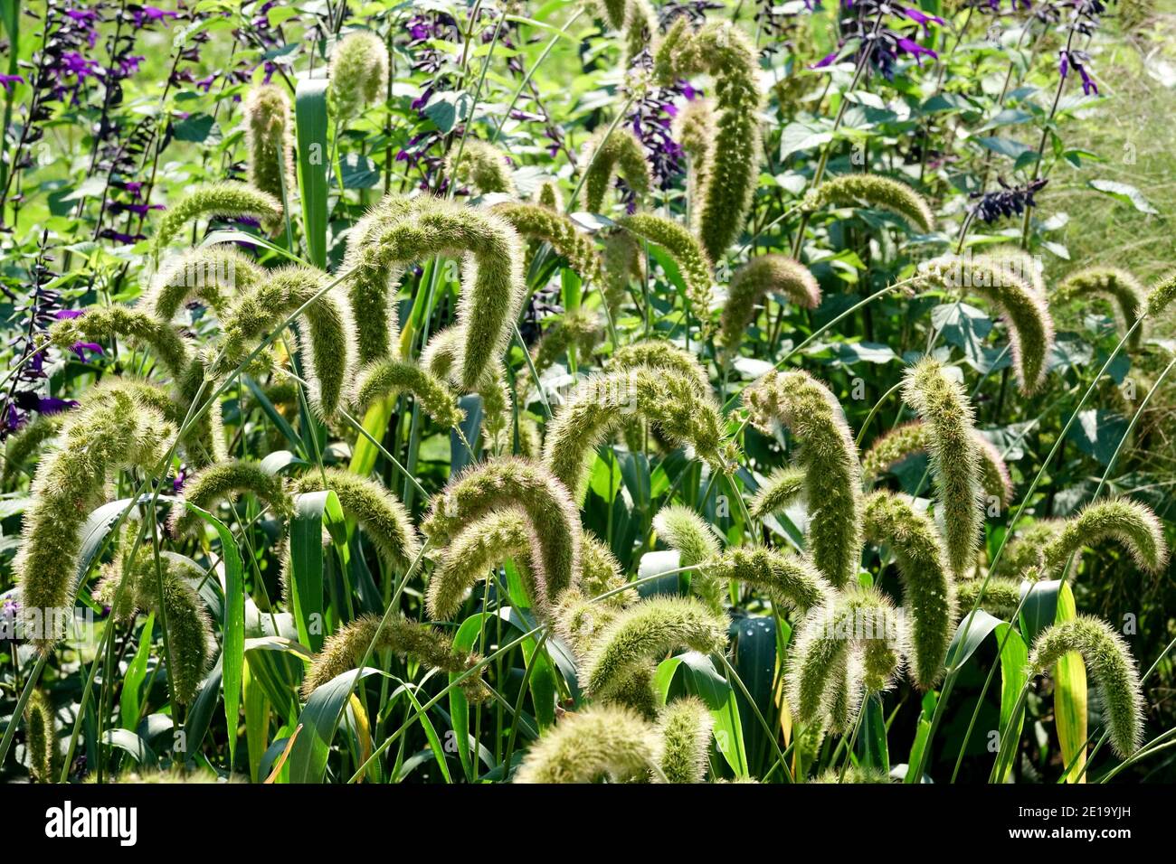 Setaria macrostachya Plains bristle grass Stock Photo