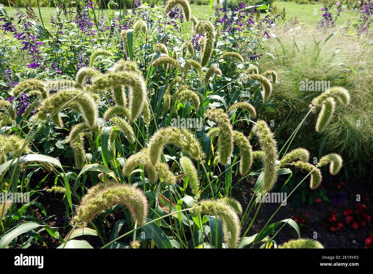 Herbaceous border Setaria macrostachya Plains bristle grass Salvia Stock Photo