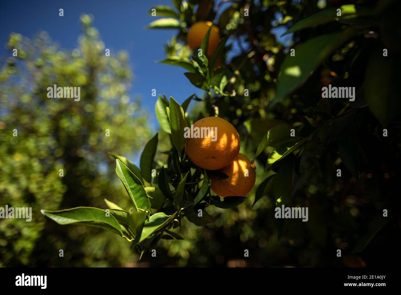 Orange grove Stock Photo