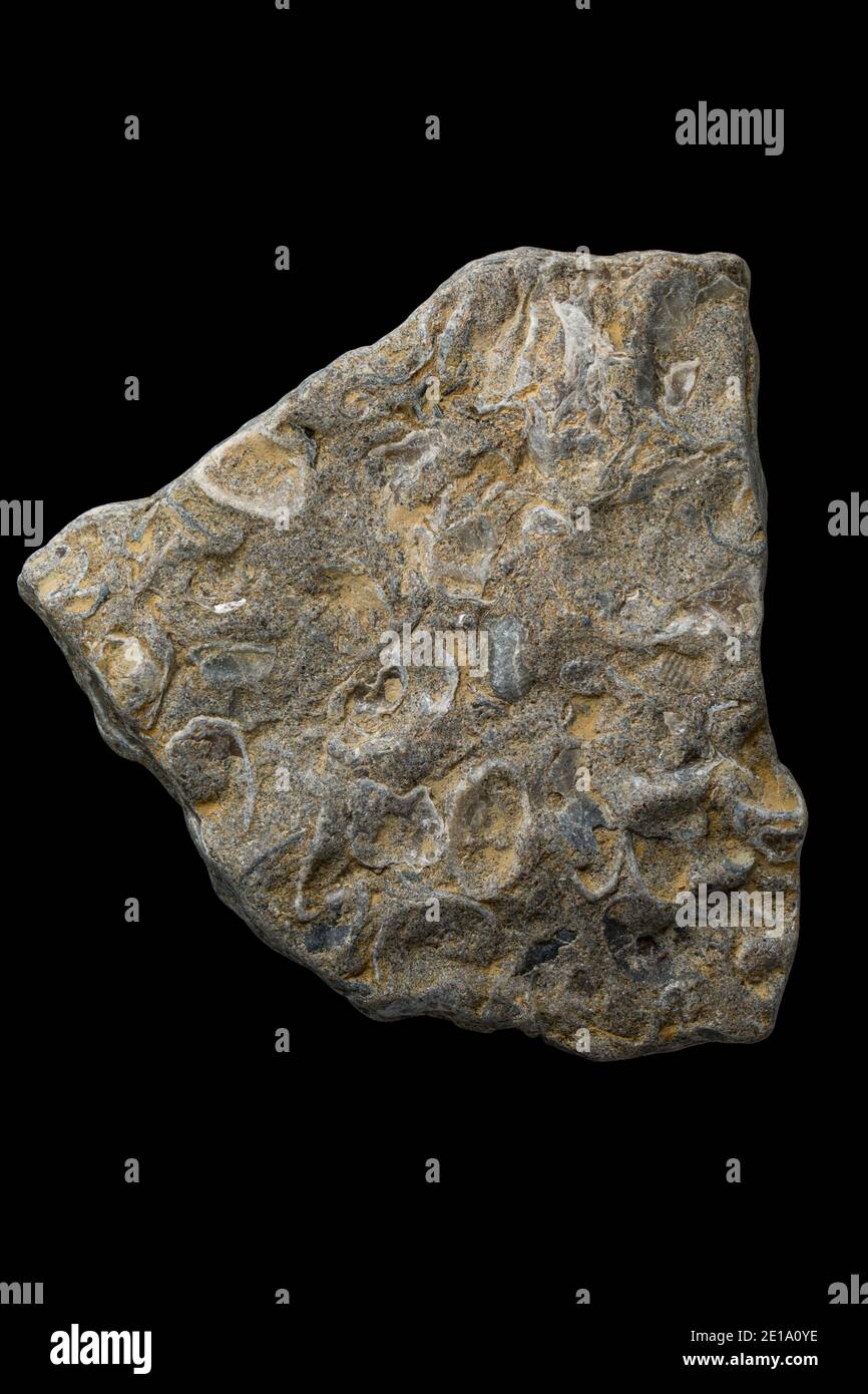 Fossil shells hires stock photography and images Alamy