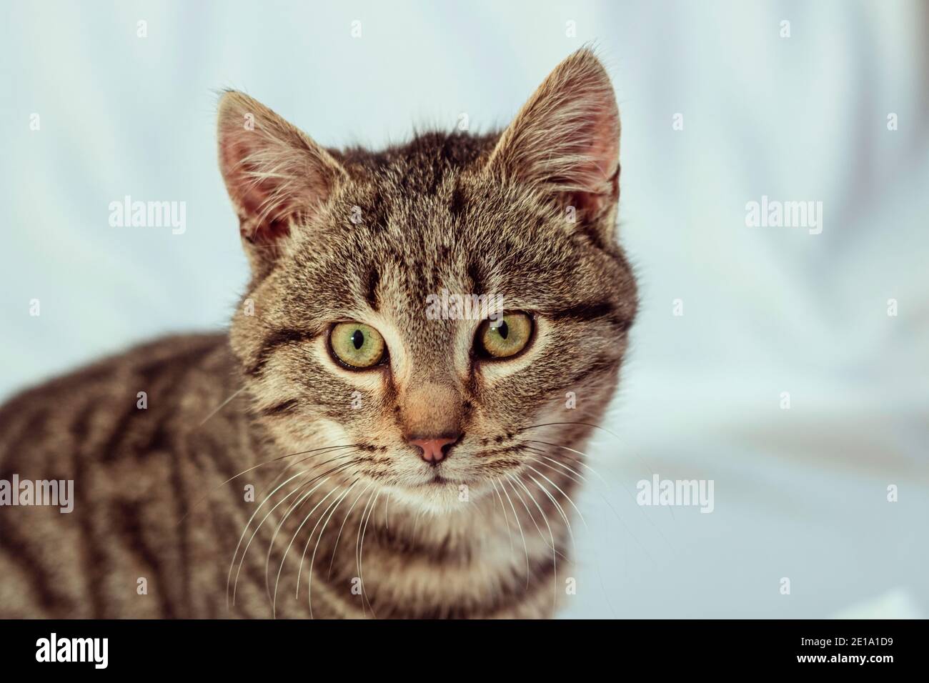 Cat Portrait With White Background Stock Photo Alamy cat-portrait-with-white-background-stock-photo-alamy