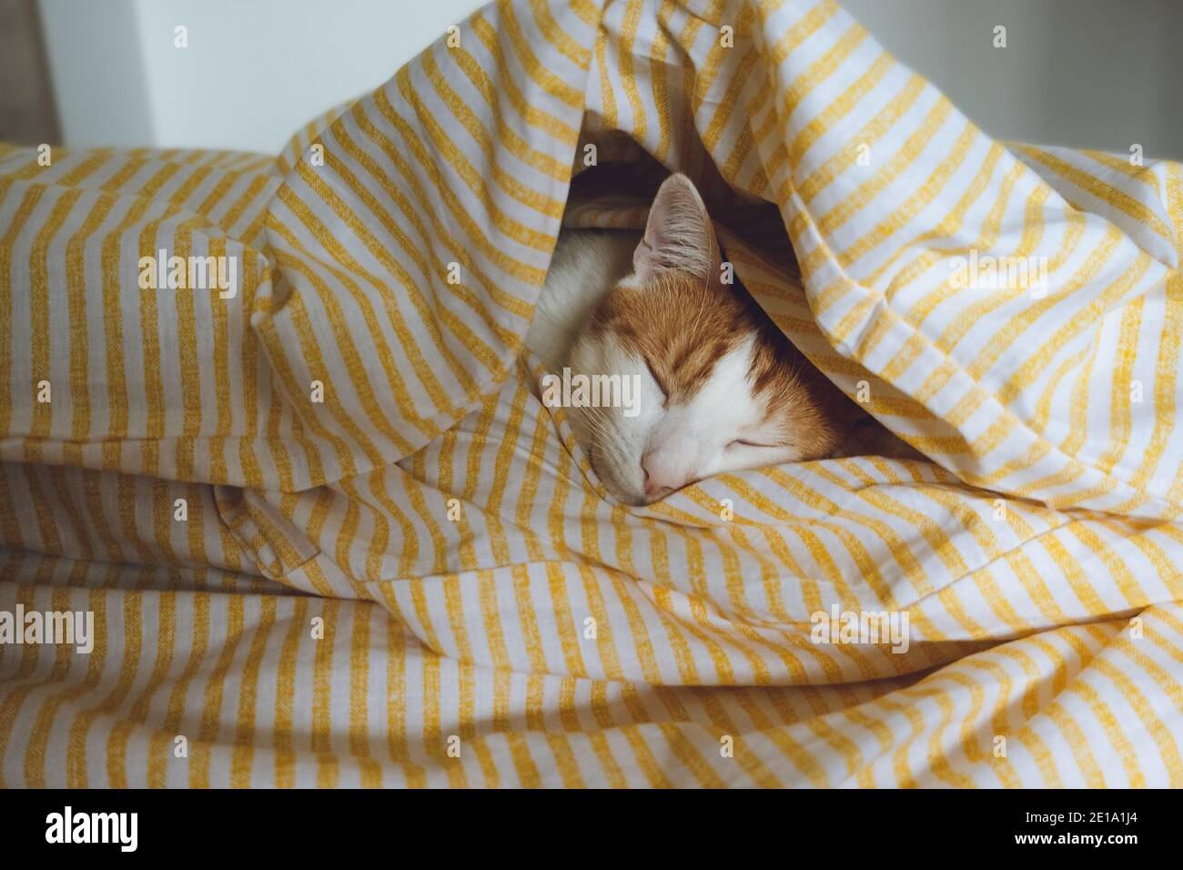 Domestic young orange tabby cat sleeping in bed Stock Photo - Alamy