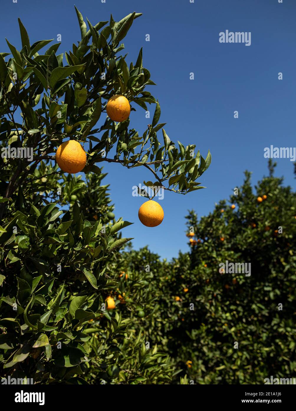 Orange grove, Peloponnese, Greece Stock Photo