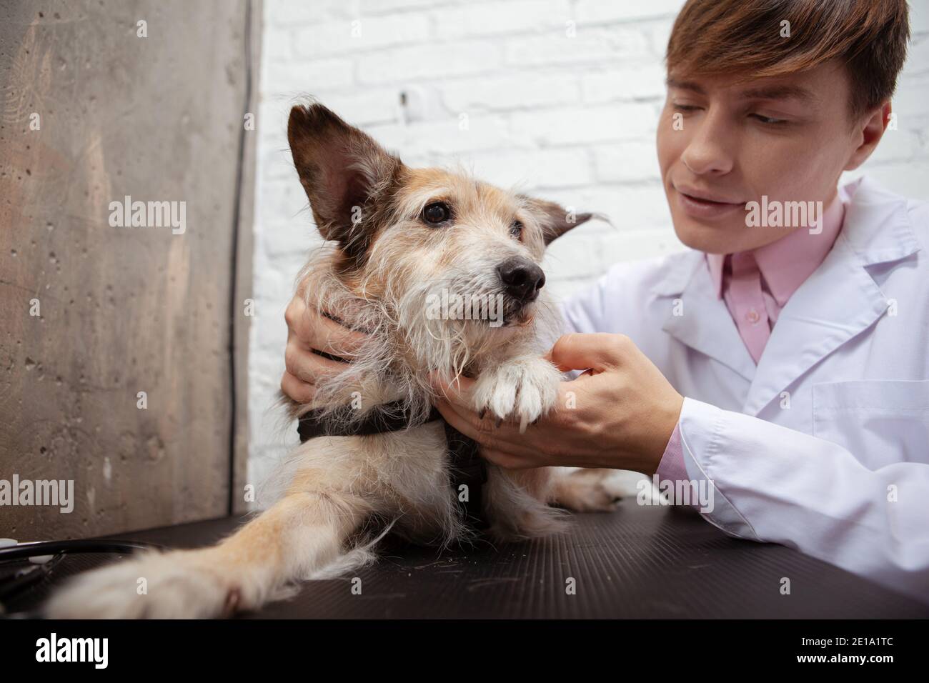 Adorable fluffy mixed breed shelter dog having his paws examined by professional veterinarian Stock Photo