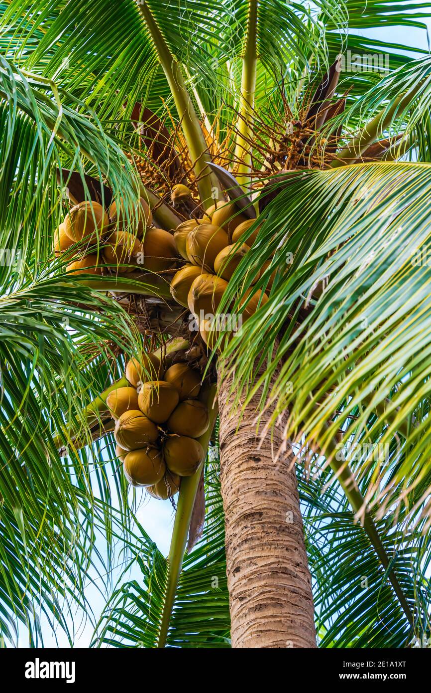 Coconuts of the Coconut Tree Stock Photo