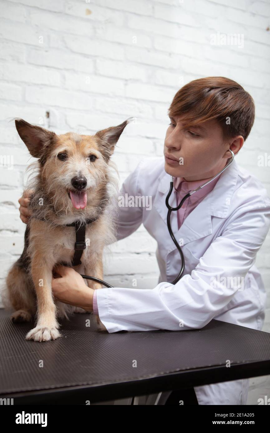 Vertical shot of a male vet examining happy healthy shelter dog at his