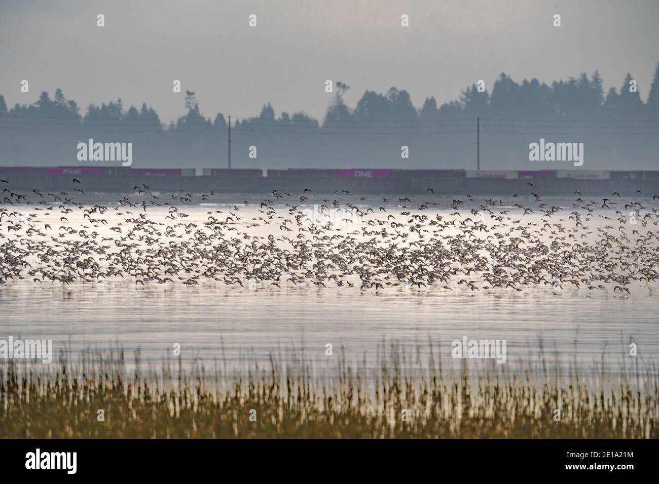 Sandpipers flying during low tide in the Fraser River Delta Stock Photo