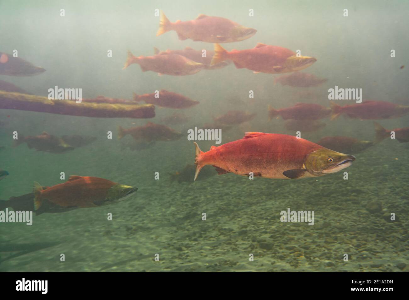 Underwater view of a school of sockeye salmon Stock Photo