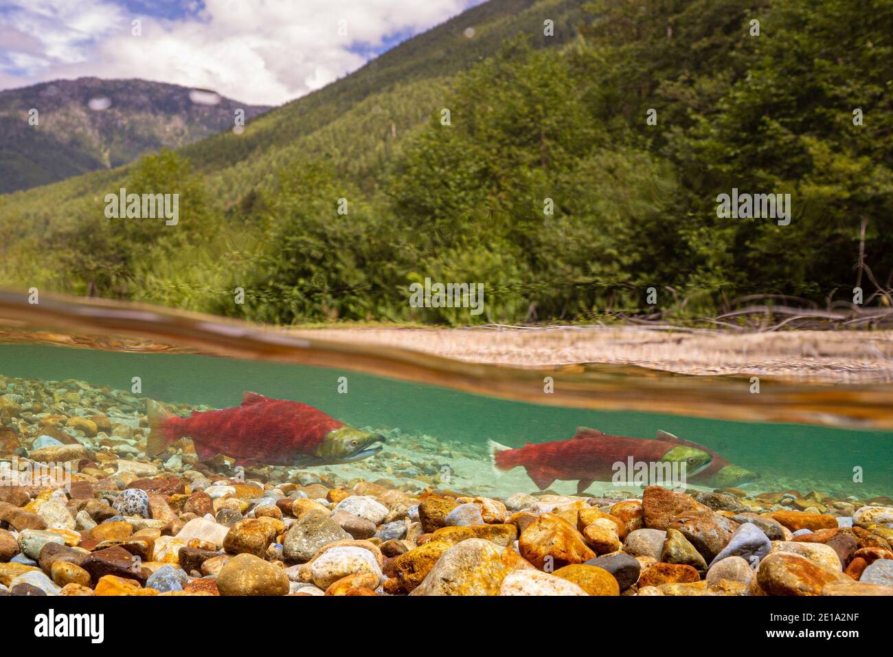 Male and female Sockeye salmon in full spawning colours Stock Photo