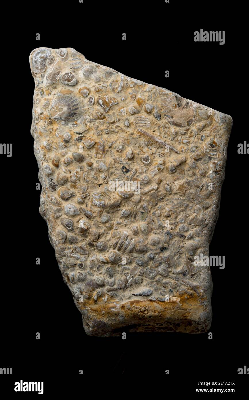 Fossils uk hires stock photography and images Alamy