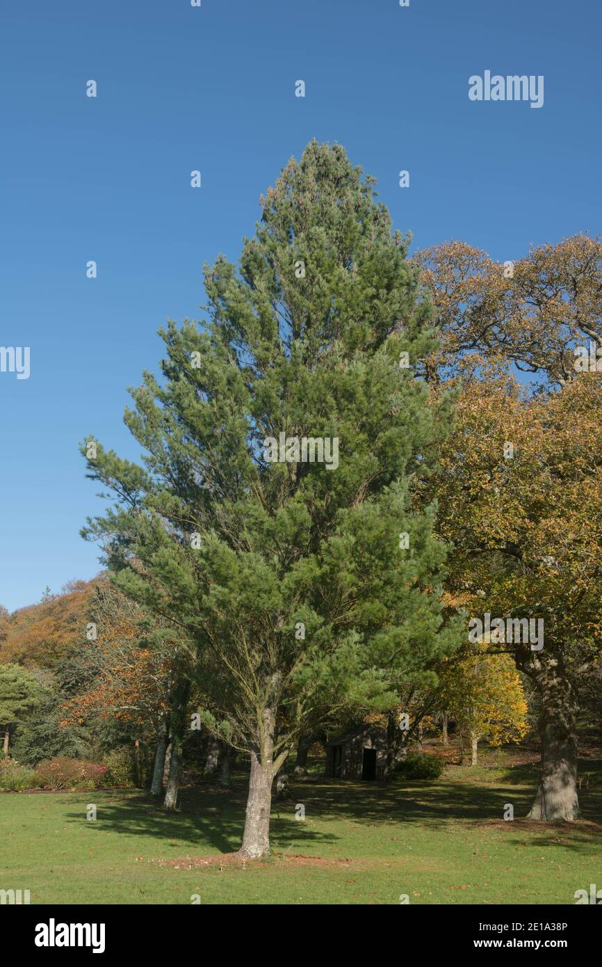 Autumn Foliage of the Evergreen Eastern White or Weymouth Pine Tree (Pinus strobus) Growing in a Garden in Rural Devon, England, UK Stock Photo