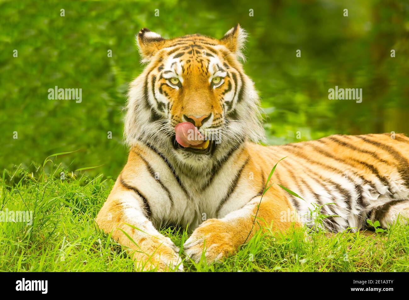 Amur Tiger (Panthera tigris) Licking it's Face Stock Photo - Alamy