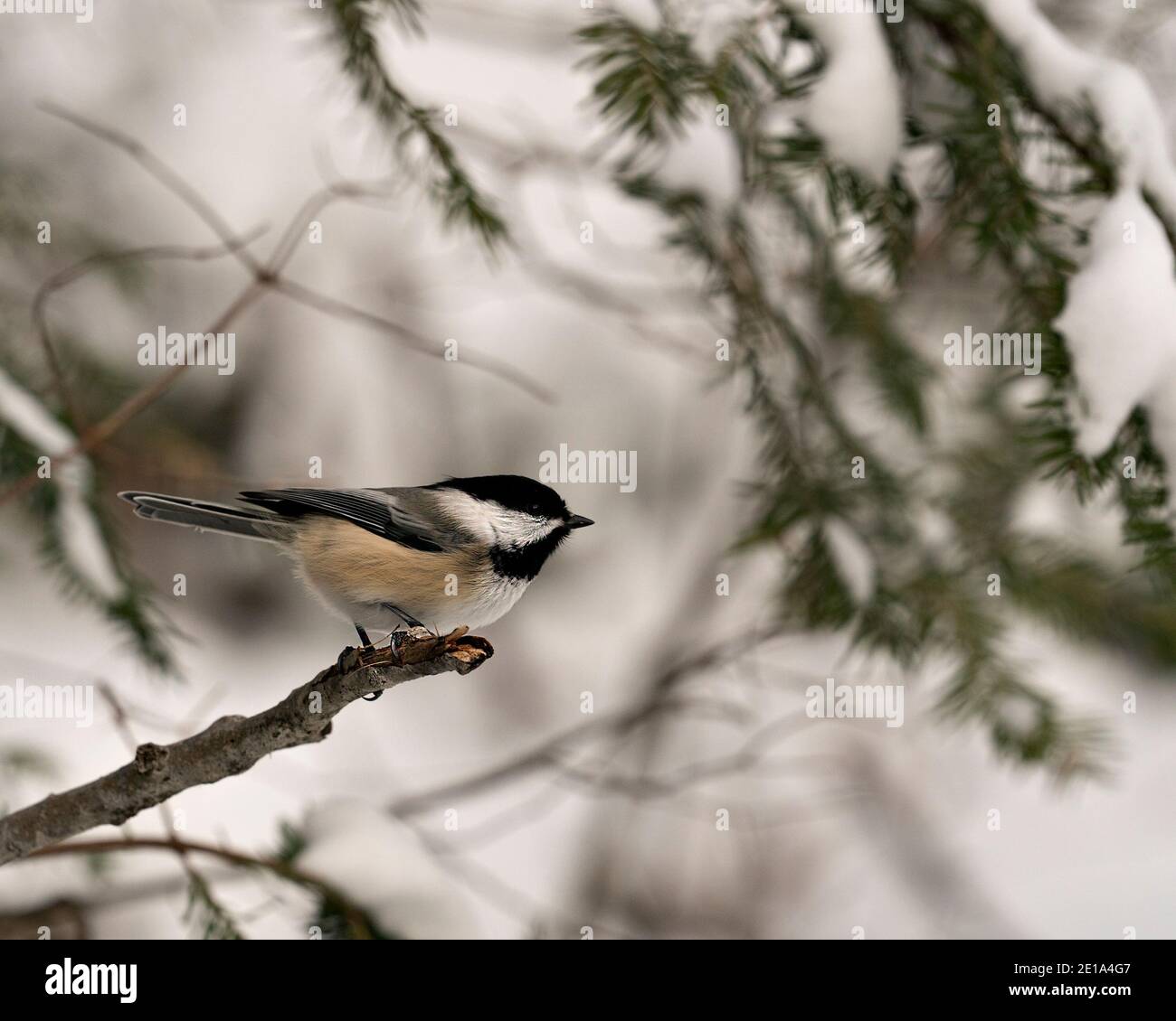 Chickadee perched on a branch with a blur background in its habitat and environment displaying feather plumage, body, head, eye, beak, plumage. Image. Stock Photo