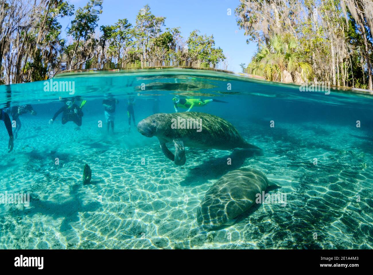 Trichechus manatus latirostris, West Indian manatee and snorkelers, Three Sisters, Kings Bay, Crystal River, Citrus County, Florida, USA Stock Photo