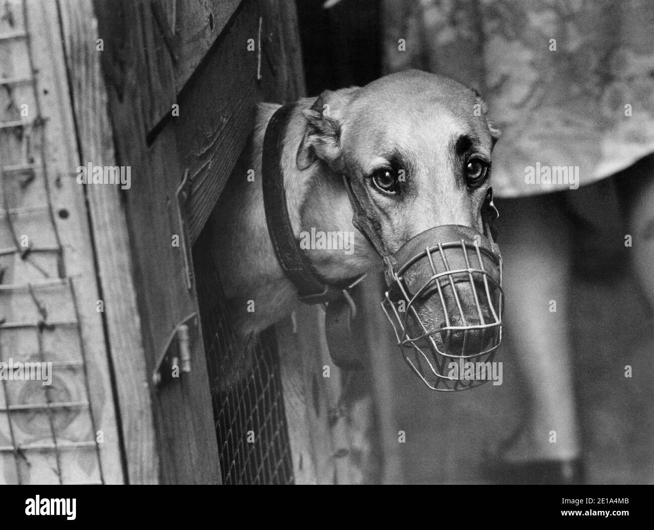 Racing greyhound looks out from his kennel at greyhound breeders facility, South Florida, in the 1960's.  The dog racing business has just been banned in Florida, after close to a century of dog racing history in the state. Stock Photo