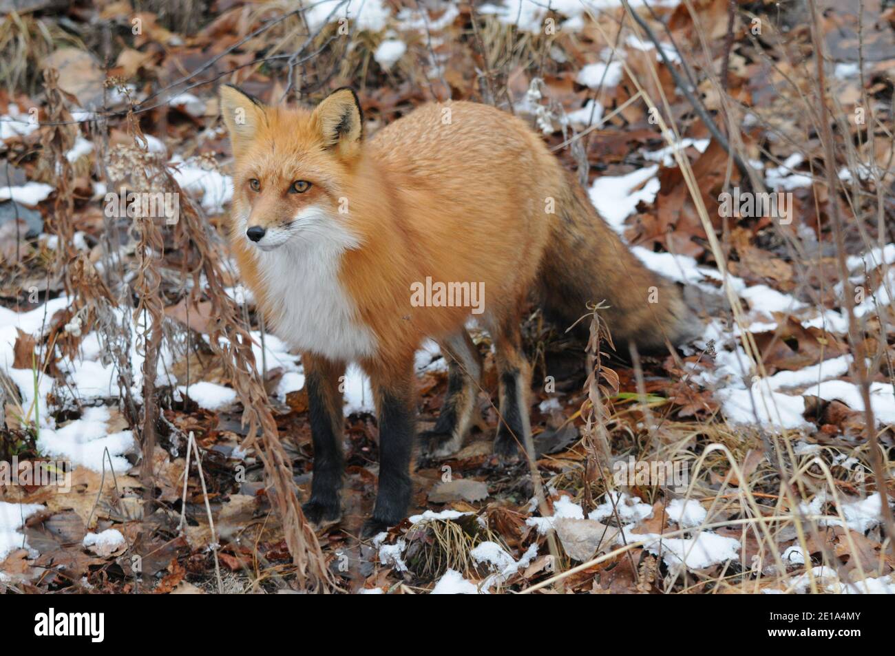 Red fox close-up profile view in the winter season with brown leaves and snow background in its environment and habitat. Fox Image. Picture. Portrait. Stock Photo