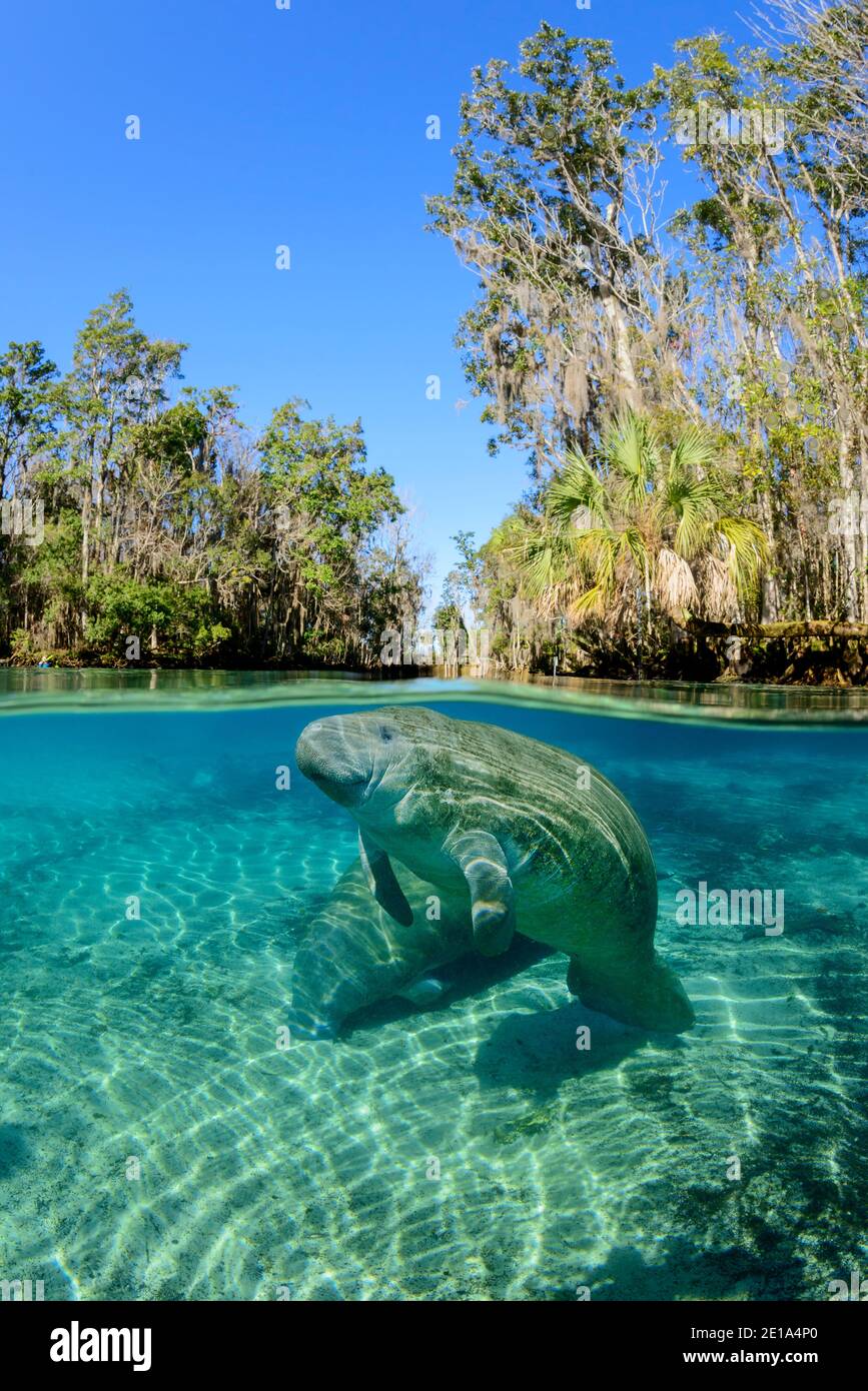 Trichechus manatus latirostris, West Indian manatee, Three Sisters, Kings Bay, Crystal River, Citrus County, Florida, USA Stock Photo