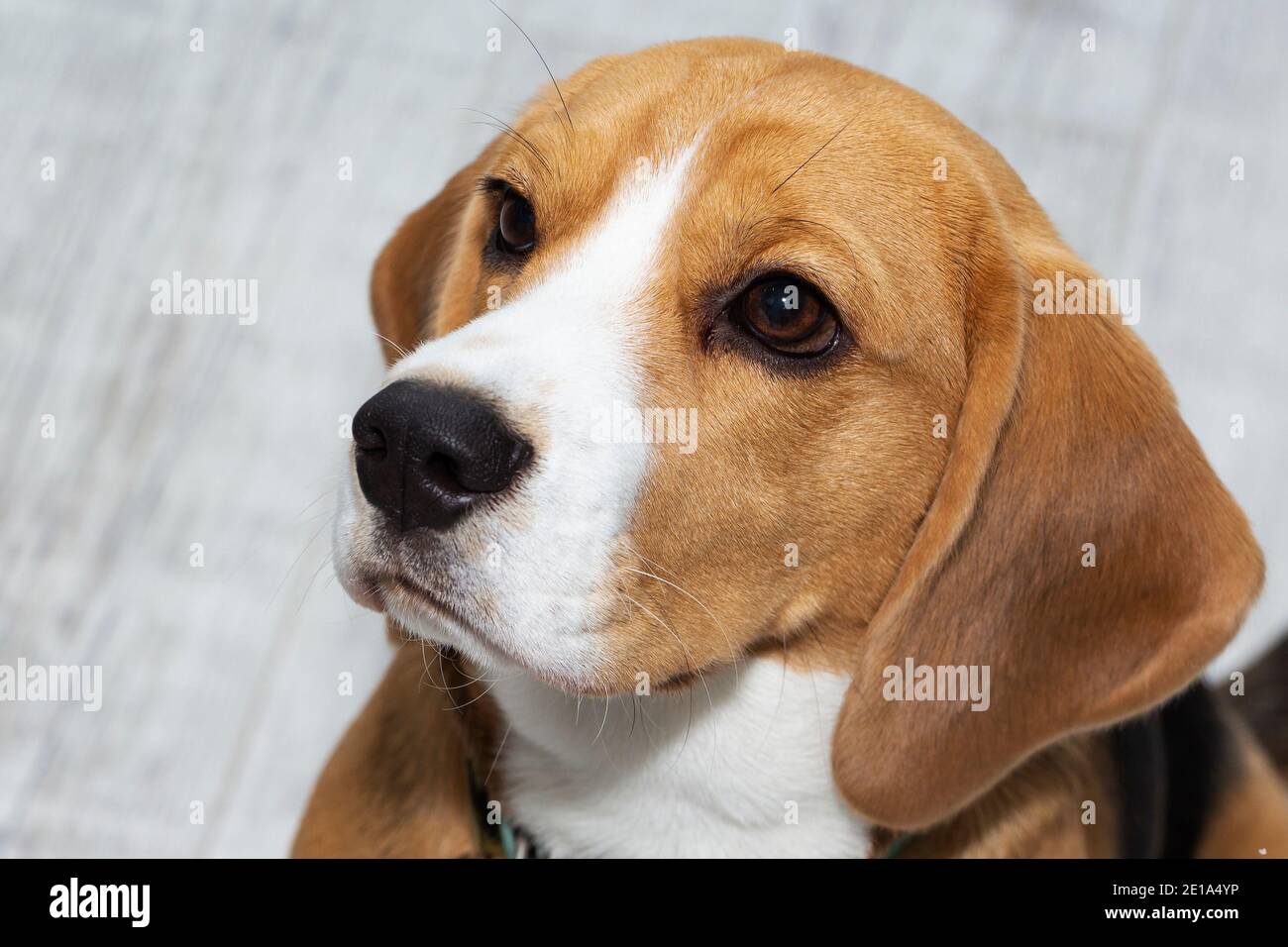 The Beagle dog looks guilty. The dog looks up sadly Stock Photo