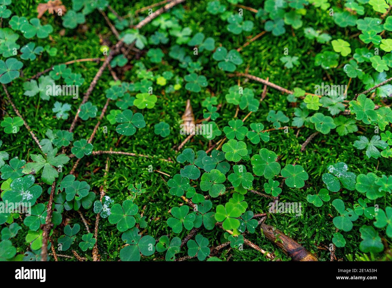 Amazing moss patterns Stock Photo