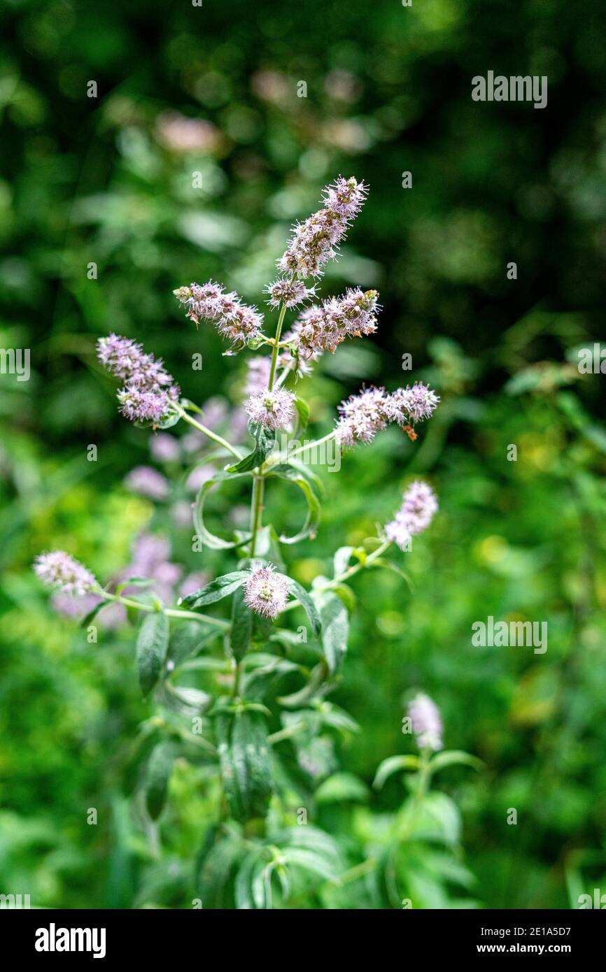 Wild mint or mentha growing in nature in summer Stock Photo