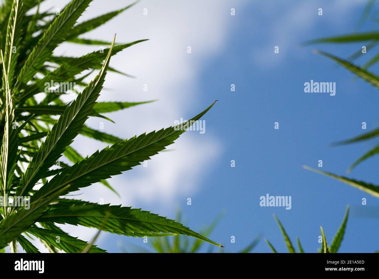 https://c8.alamy.com/comp/2E1A5ED/cannabis-leaves-on-marijuana-field-farm-sativa-weed-hemp-hash-plantation-for-legal-medical-or-illegal-smoke-use-and-thc-cbd-ad-with-ganja-leaf-2E1A5ED.jpg