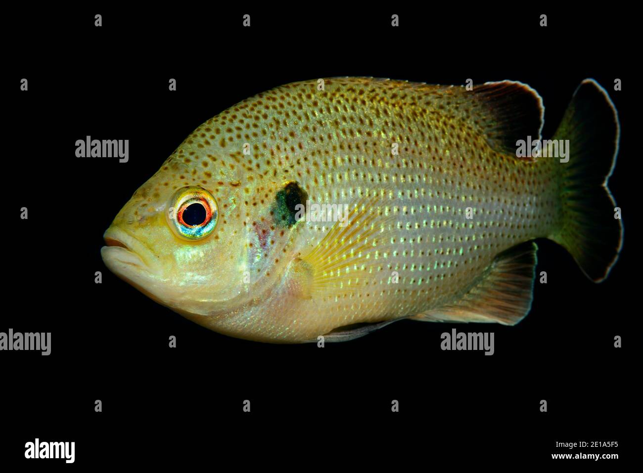 Lepomis gibbosus, Pumpkinseed  or Common Sunfish, Ginnie Spring, High Springs, Gilchrist County, Florida, USA, United States Stock Photo
