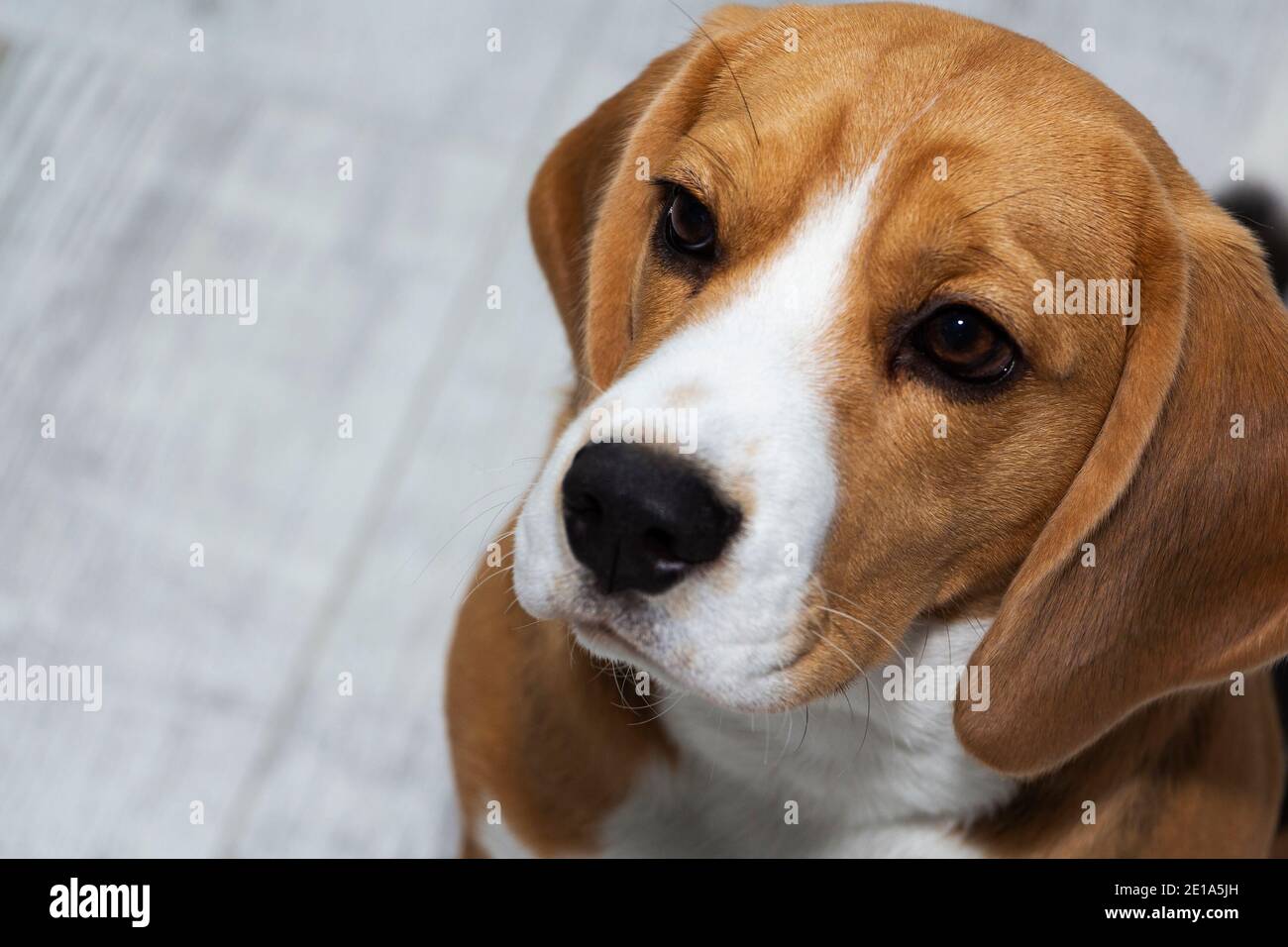 The Beagle dog looks guilty. The dog looks up sadly Stock Photo