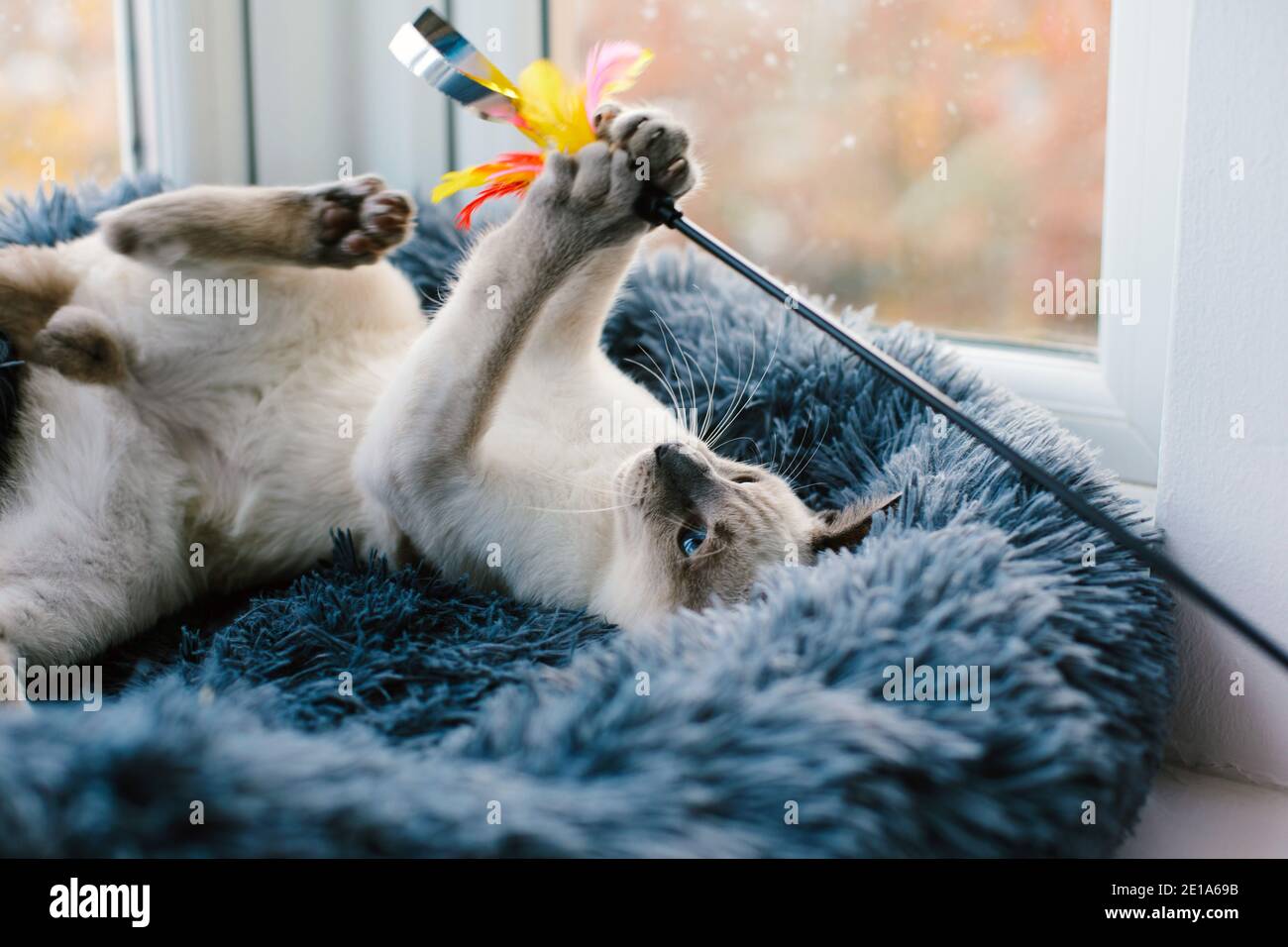 A 6-month old Lilac Point Siamese kitten playing with a cat toy in the window of a house Stock Photo