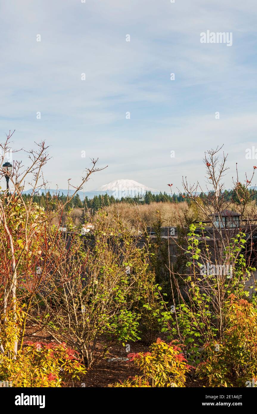 Mount St. Helens viewed from the campus at WSU (Washington State University) at Vancouver, Washington, Stock Photo