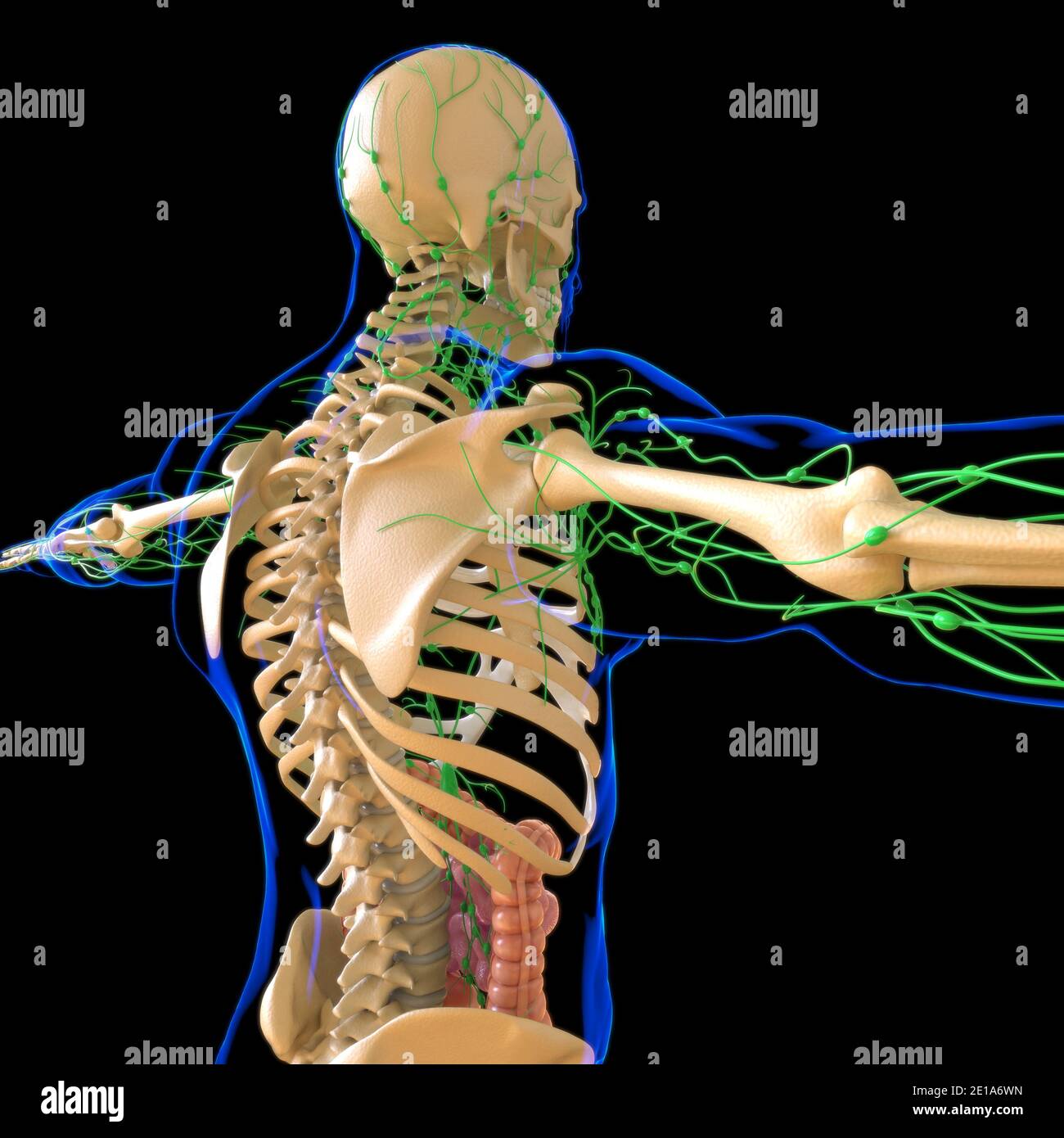 lymph node anatomy