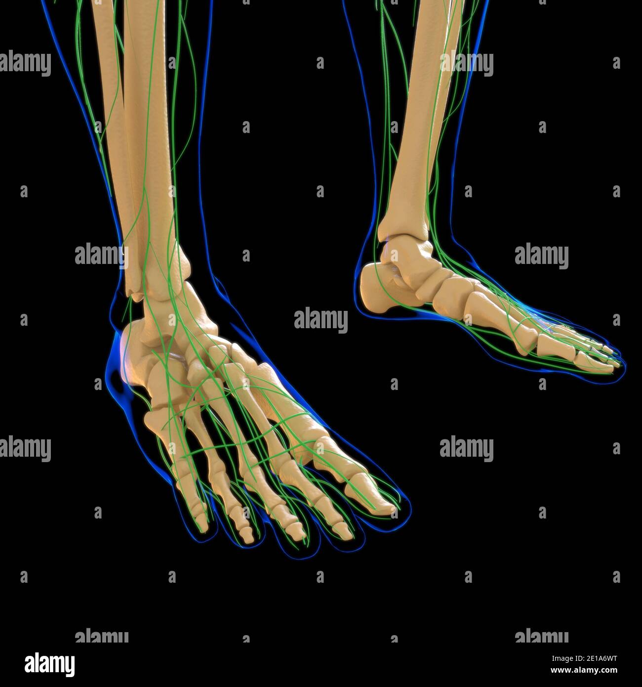 Lymph nodes in feet