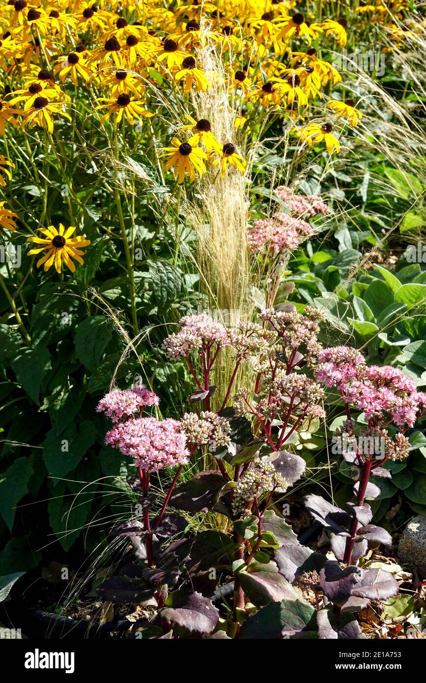 Herbaceous border Sedum Rudbeckias summer perennial plants garden Stock Photo
