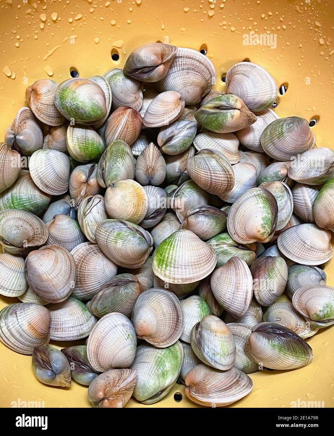 Venerupis philippinarum hires stock photography and images Alamy