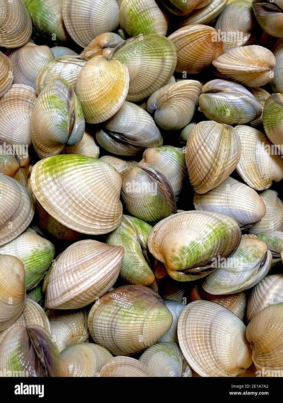 Manila Clams, or Cockles, washed and cleaned ready for cooking.  Close-up color photograph. Stock Photo