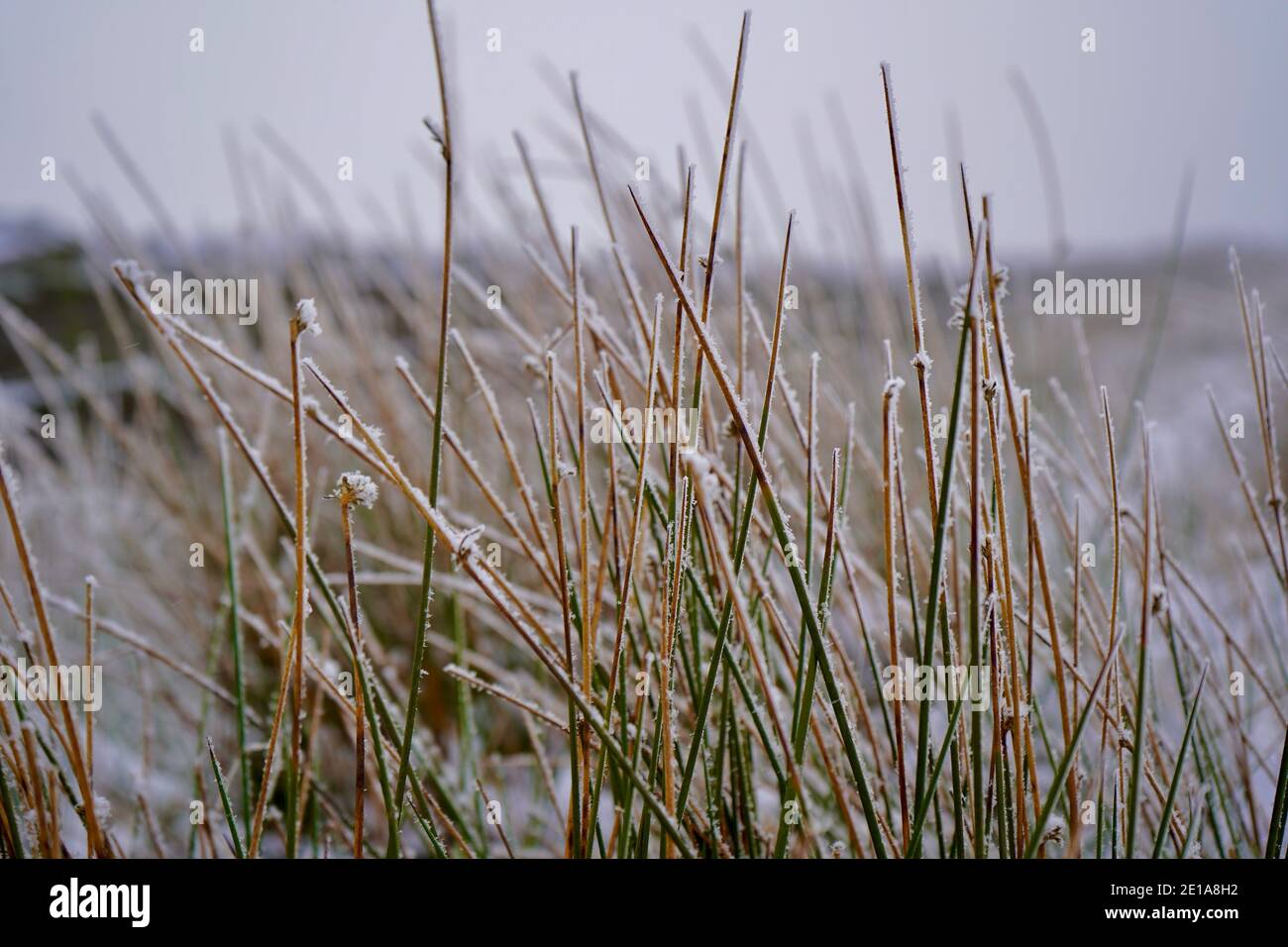 Closeup of long grass in the snow Stock Photo