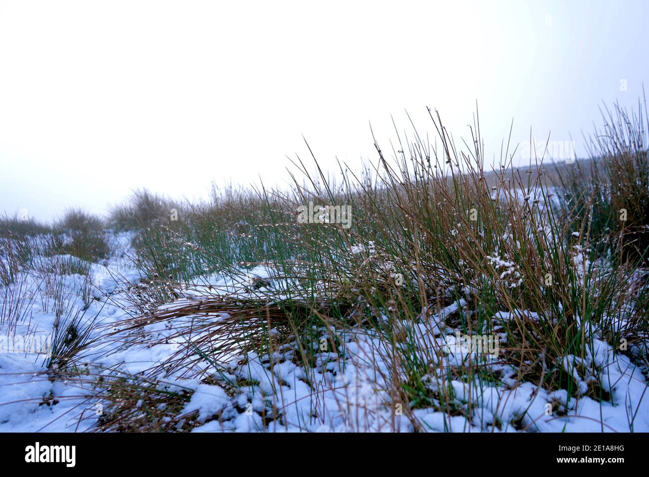Closeup of long grass in the snow Stock Photo