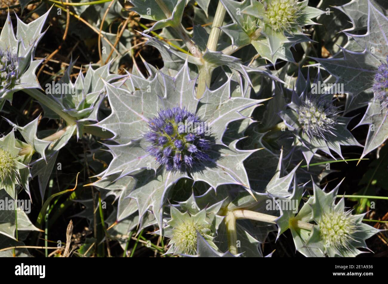 Close up of Sea Holly "Eryngium maritimum" growing in the sand on the beach in Church cove on the Lizard peninsula in Cornwall.UK Stock Photo