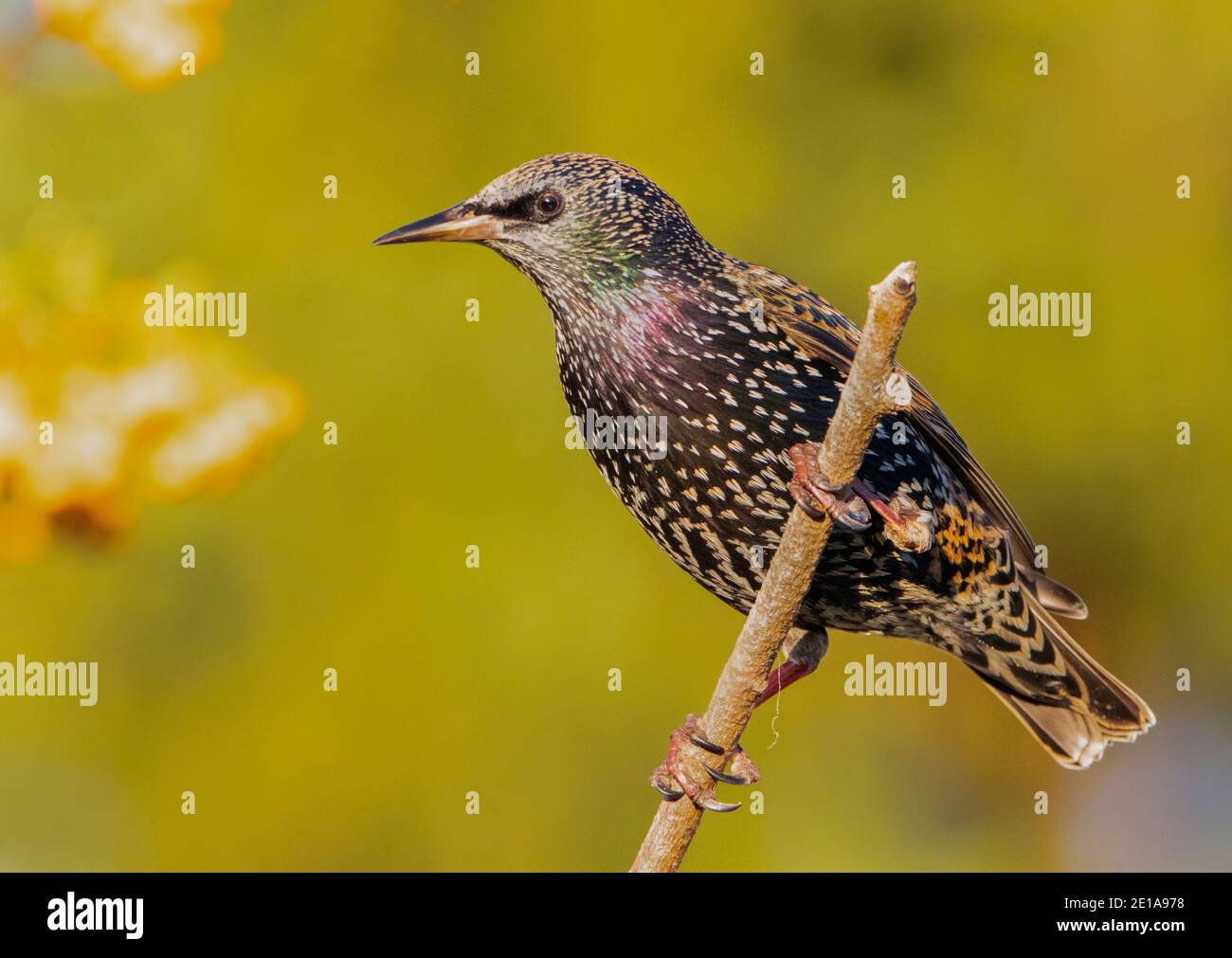Starlings, Sturnidae, perched on a branch over a UK Garden, January 2020 Stock Photo